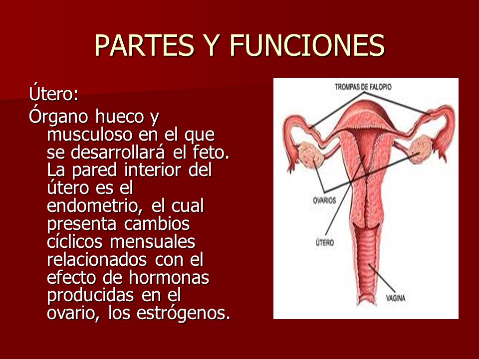 que es el útero y su función